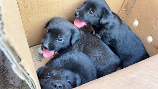 Puppies Were Abandoned Without Teeth And Are Crying For Food They Miss Their Mother’S Arms [upl. by Aramit]