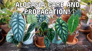 ALOCASIA CARE  Dormancy Propagation By DivisionBulbs With Results And Plant Care [upl. by Ng]