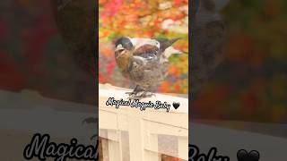 BABY MAGPIE SOUND I Love Magpies do You 💕 magpie love call [upl. by Kacey]