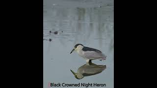 Black Crowned Night Heron Catches Fish [upl. by Rintoul]