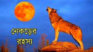 নেকড়ে সম্পর্কে শীর্ষ 10 মজার রহস্যময় ঘটনা  Top 10 Interesting Mysterious Fact about Wolf [upl. by Greer860]