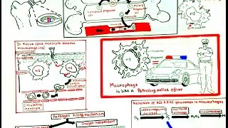 Macrophage and its role in immunity [upl. by Devol]