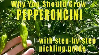 Why You Should Grow Pepperoncini Peppers [upl. by Sairtemed]