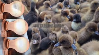 TECHNIQUE UNIQUE METHOD OF HATCHING PROCESS PRODUCED A THOUSANDS DUCKLINGS EVERY DAY HOW [upl. by Annayhs]