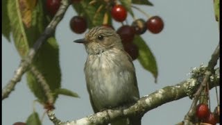 Gobemouche gris  Spotted Flycatcher  Grauschnäpper  Muscicapa striata [upl. by Ahsilahk]