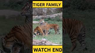 Tiger family  wild animals nature tiger [upl. by Sawyor]