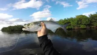 How to catch bluefish in Florida [upl. by James]