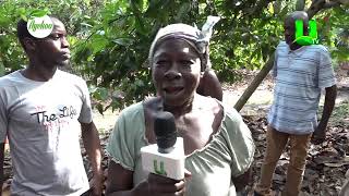 AYEKOO COCOA FARMERS AT NEW EDUBIASE SHARE THEIR VIEWS ON POLLINATION [upl. by Eilla]