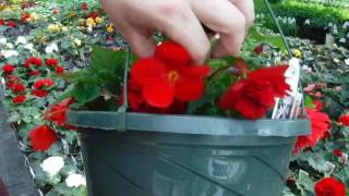 How to grow MASSIVE Begonia Flowers Greenhouse Secret [upl. by Yelreveb]