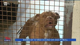 Salerno bimbo di 13 mesi ucciso da 2 pitbull  La Vita in Diretta 23042024 [upl. by Admana521]