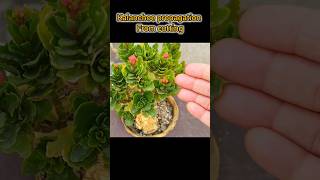 Kalanchoe propagation from cutting Winter flowering plant Kalanchoe gardening 2024 ytshorts [upl. by Dodds903]