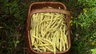 Late August Harvest amp Making Dilly Beans [upl. by Enywtna]