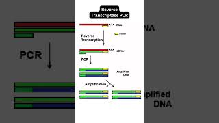 Types of PCR StandardPCR RealTimePCR ReverseTranscriptasePCR MultiplexPCR NestedPCR [upl. by Gerti]