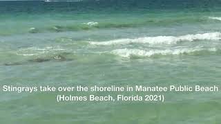 Stingrays take over the shoreline in Manatee Public Beach Holmes Beach Florida [upl. by Allevon]