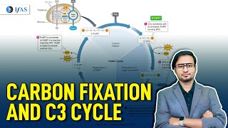 Carbon fixation and C3 Cycle  Target CSIR NET Life Science June 2024  IFAS [upl. by Eslehc]