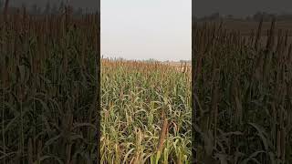 agro agriculture farming foryou quran qurantranslation shorts quranmajeed shortsfeed fyp [upl. by Redvers]