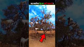 Why These Goats Climb Trees In Morocco [upl. by Larkin]