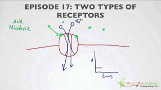 017 Two Types of Receptors [upl. by Anatol564]