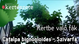 Kertbe való fák Catalpa bignonioides  Szivarfa [upl. by Joses]