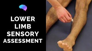 Sensory Assessment of the Lower Limbs  OSCE Guide Clip  UKMLA  CPSA [upl. by Lienhard]