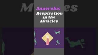 Anaerobic Respiration in the Muscles [upl. by Hoffmann]