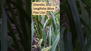 Dianella longifolia Blue Flax Lily [upl. by Drolet]