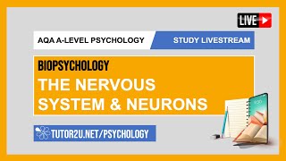 AQA ALevel Psychology  Study Livestream  Biopsychology  The Nervous System amp Neurons [upl. by Jobi]