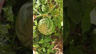 Haftasonu karpuzu watermelon karpuz bahçe fruit gardening gaziantep [upl. by Lowery978]