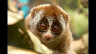 Loris Slow Loris Compilation [upl. by Eusoj]