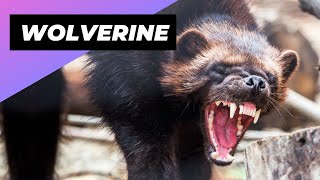 Wolverine 🐻 The LittleKnown Beast Of The North [upl. by Ynohtona]