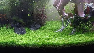 Planted Tank  Carpet trimming  Monte Carlo  Dwarf Hairgrass [upl. by Hoye]