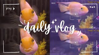 🔥 parrot fish Today vlogs ✅ goldenfish 🐠 [upl. by Obocaj4]