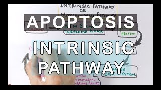 Mechanism of Apoptosis  Intrinsic Pathway [upl. by Lani]