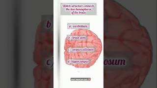 most important quiz 😊 part 3 neuroanatomy shortsviral [upl. by Ihsir939]