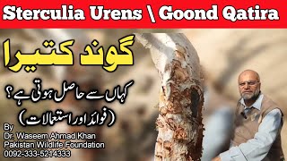 Gond Qatira Benefits  Gond Kateeray Kay Faiday  How Gond Katira is Extracted  Gond Katira [upl. by Gerty]