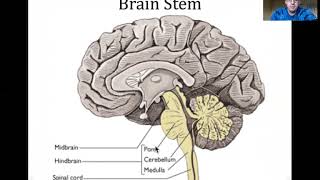 Diencephalon Brainstem Cerebellum Lecture [upl. by Ahseer]