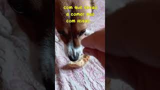 Ernesto react  quotPão com leitãoquot leitão humor cachorro cachorrinhosengracados [upl. by Chelsea]