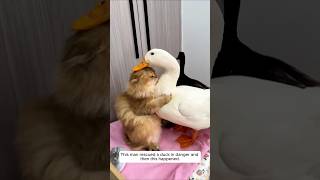 This man rescued a duck in danger and then this happened animalshorts shortvideo [upl. by Trey896]