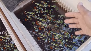 Vlog13  how to do breeding of molly fish Part2 [upl. by Stromberg503]