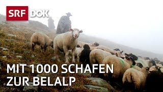 Die Schaftreiber vom Wallis  Kopf und Kragen für 1000 Schafe  Doku  SRF Dok [upl. by Dub]