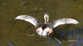 Piedbilled Grebe Shaking and Opening Its Wings [upl. by Lednor]