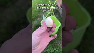 Un grand classique du potager dhiver lail astuce jardin permaculture potager tuto vlog pov [upl. by Rapsag]