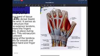 Anatomy  Hand p2 [upl. by Arabele989]