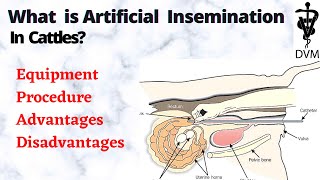 Artificial insemination in cattle  Equipment Procedure Cons amp pros DVM [upl. by Sedinoel]