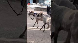 3 Vilayati Sheep Kids in Jogeshwari west Mumbai [upl. by Lustig]