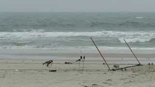 American Oystercatcher catch with whoosh net [upl. by Arutnev]