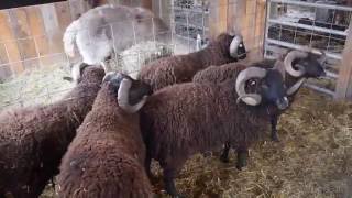 Sheep Shearing at Black Sheep Hill Farm [upl. by Nadabas]