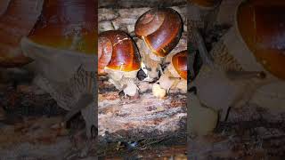 Snail Eating Food so Cute cuteanimals animals snail [upl. by Dahle]