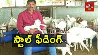 Goat Farming Guide By Purnachander Reddy  hmtv Agri [upl. by Eitsirk]