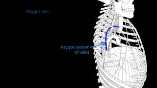 Intercostal veins [upl. by Sirdi74]